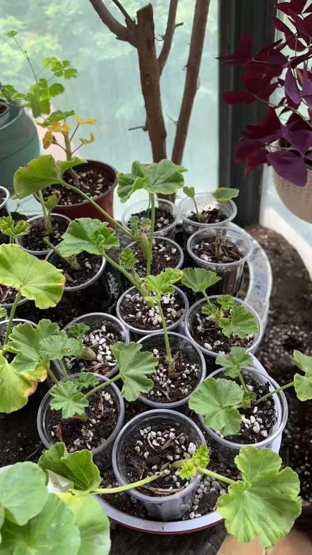 入门天竺葵的扦插方法图解,天竺葵扦插跟绣球扦插方法一样吗