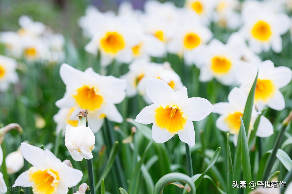 七律诗十首爱国,七律祖国诗