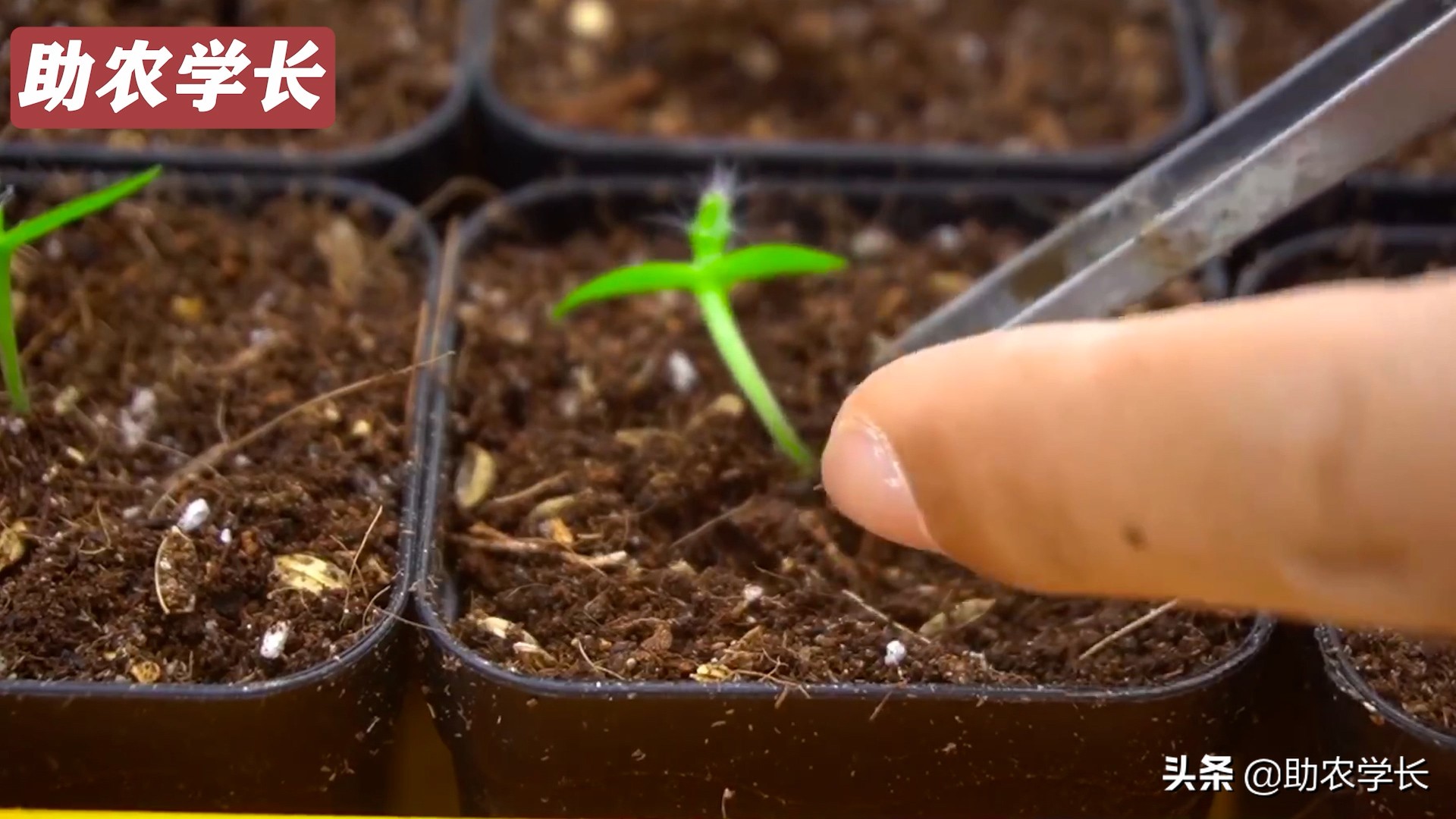 火龙果种子种植到结果的技术方法,如何培育火龙果又大又甜