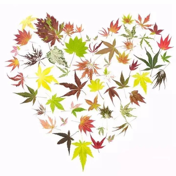 「秋天必看」枫树图鉴22年版——鸡爪枫及日本枫篇