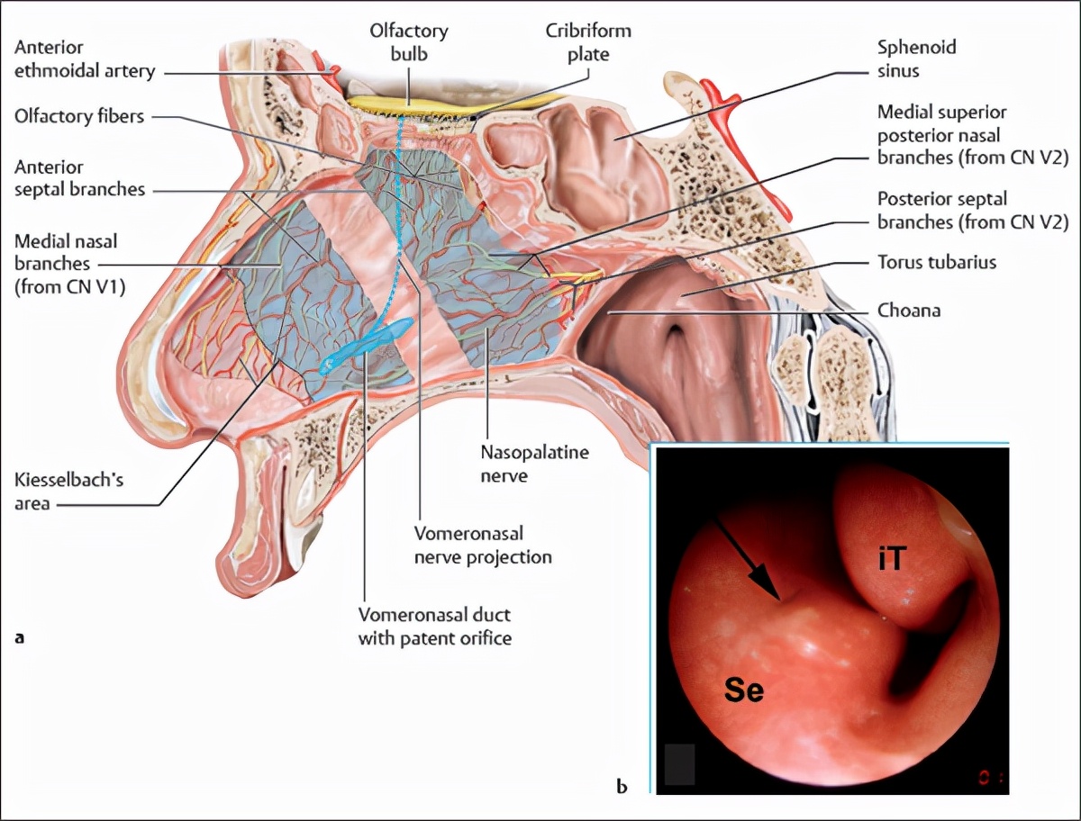 闻到女生身上的香味是体香吗,为啥女人身上总有香味