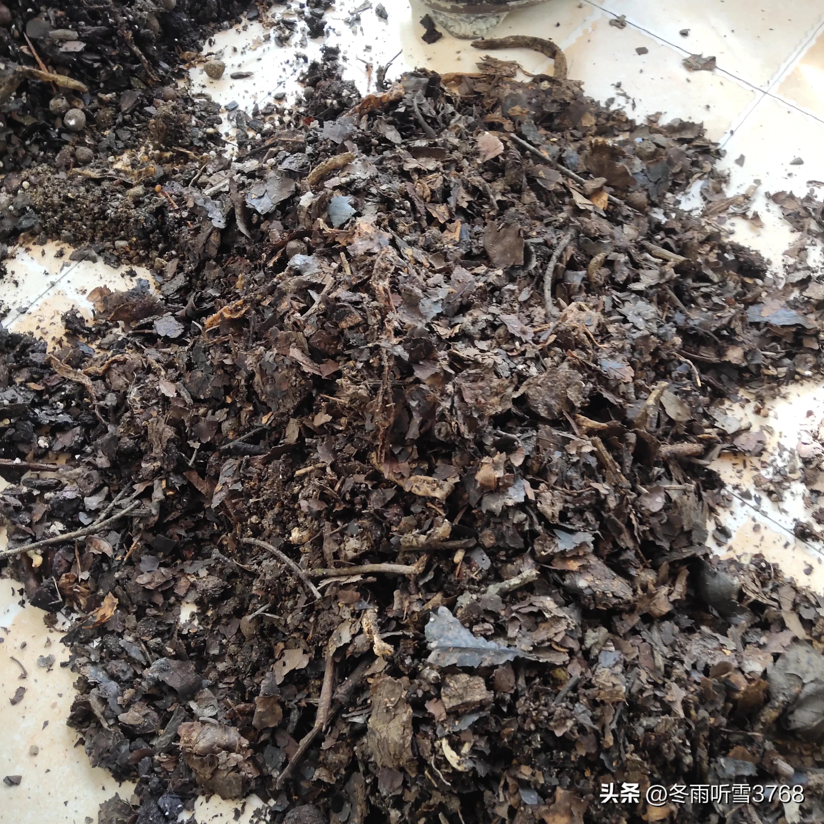 君子兰秋季换盆的最佳时间,现在是秋季君子兰换盆可以吗