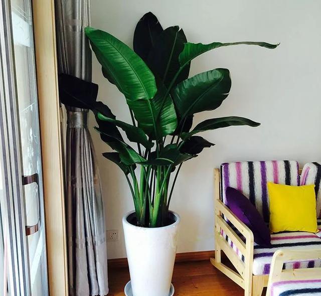 家里养什么花好看又旺财,在家养什么花好看又旺财