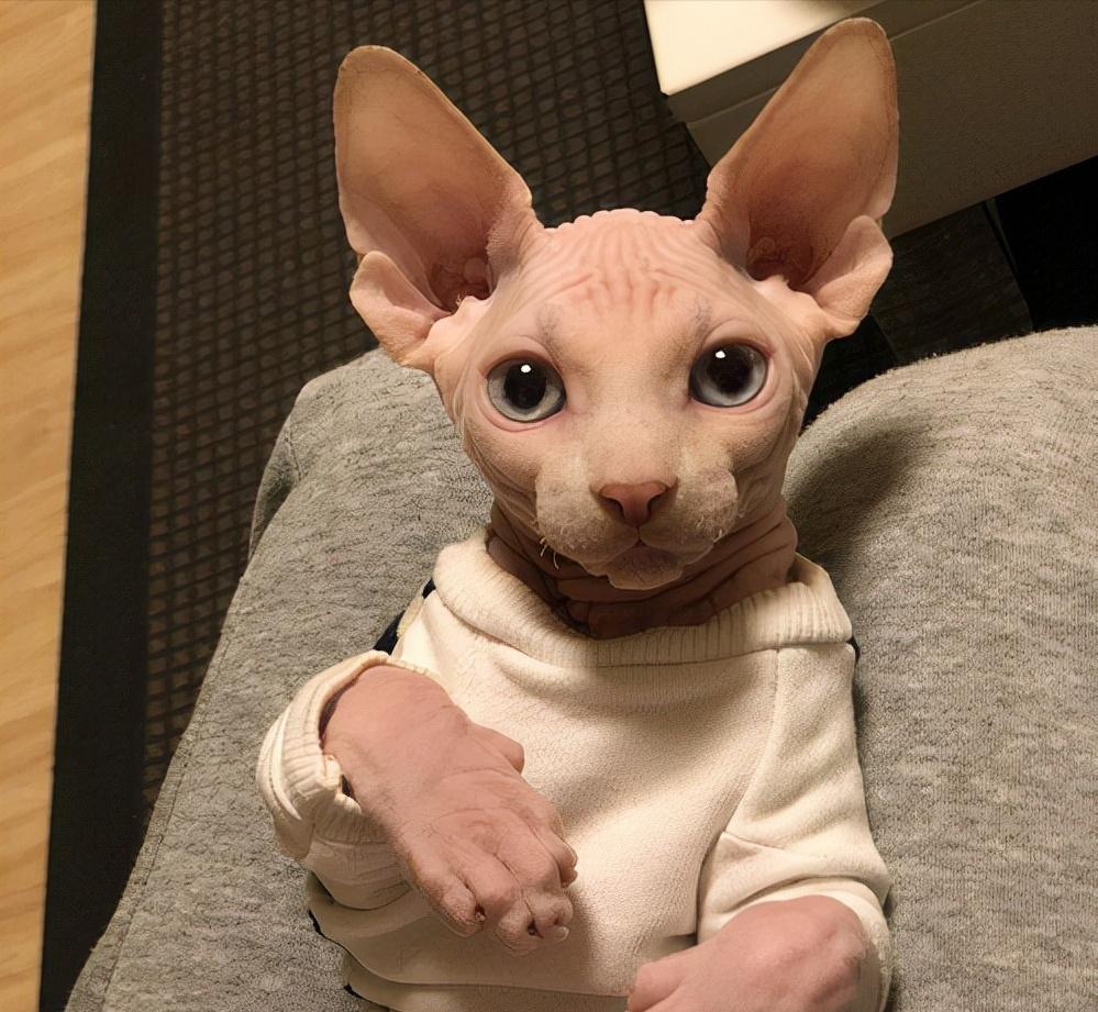 新手养猫养一只还是两只好,新手养猫可以又可爱又好养