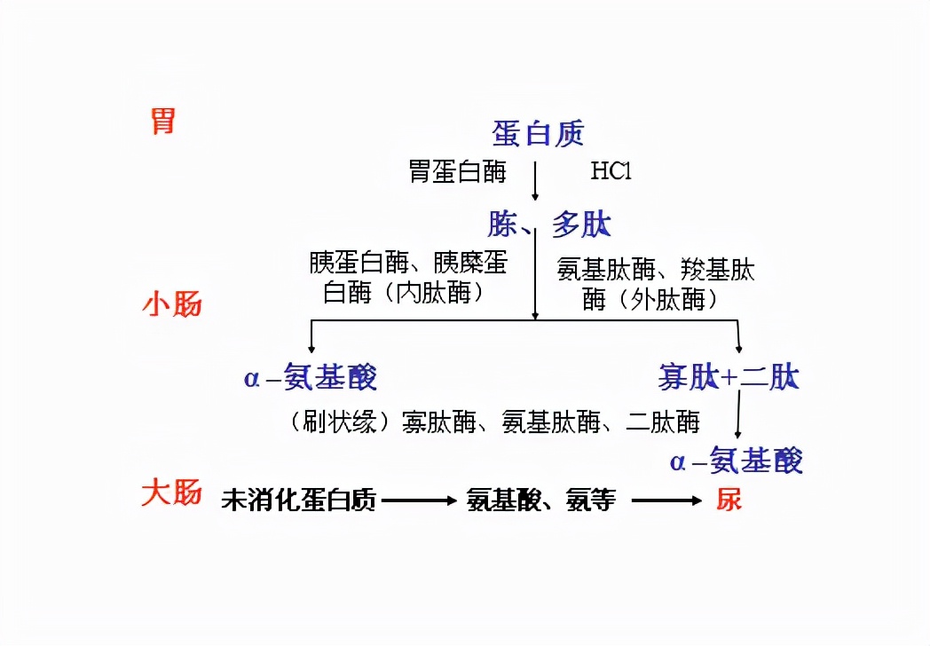 隐私部位也可能寄生！蚂蟥不小心吃下肚，会在人体内长期存活吗？