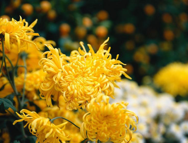 十首赏菊的诗词,赏黄花的诗句