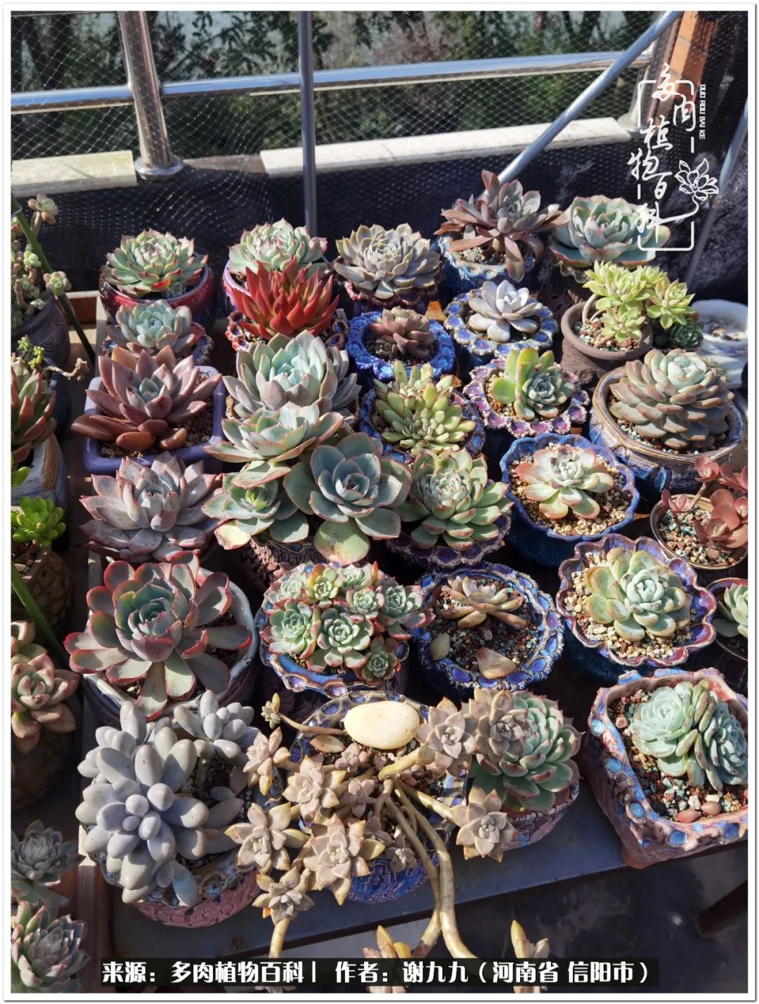 与多肉植物在一起的感怀,与多肉同行