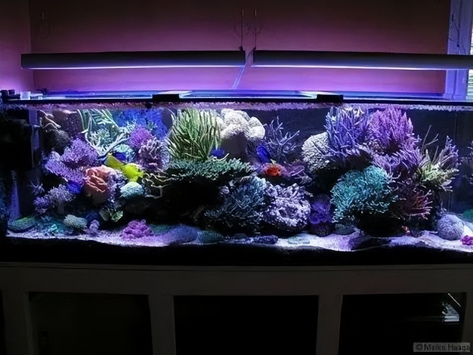 海水珊瑚缸鹦鹉螺,海水缸珊瑚视频大全