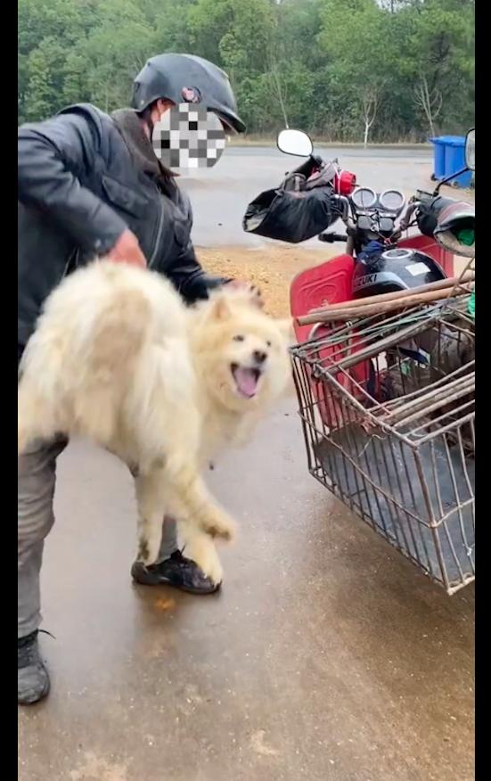 萨摩耶肿瘤狗狗被卖,萨摩耶被人卖了