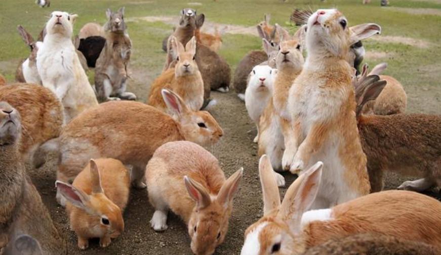 澳洲是怎么解决野兔泛滥的,澳洲野兔泛滥成灾视频