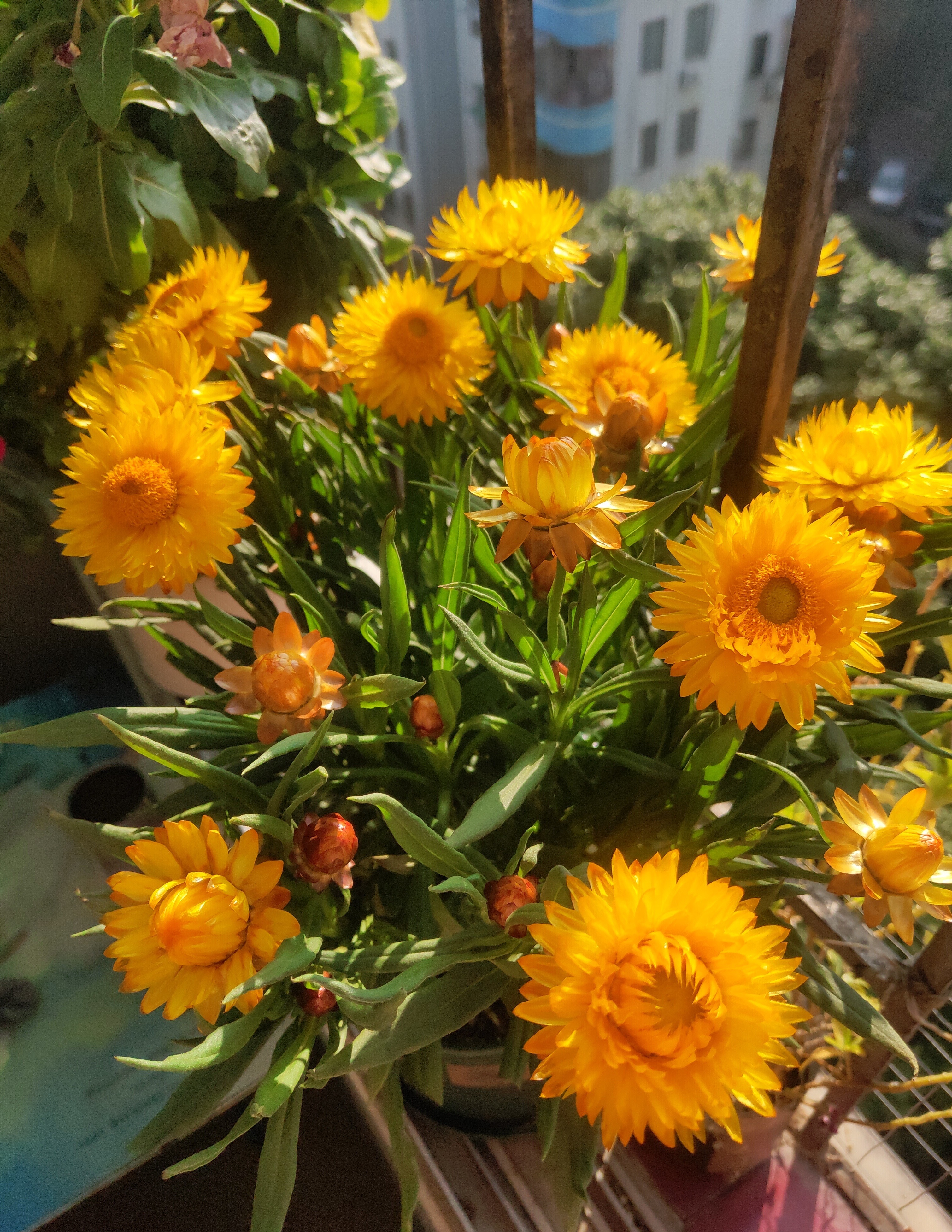 麦秆菊阳台,花期最长的花排名麦秆菊