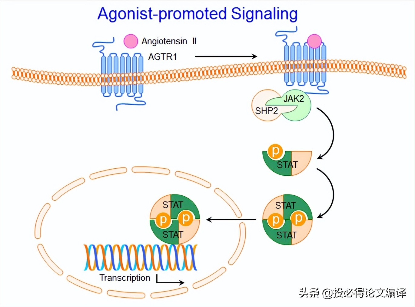 sci插图素材库,sci论文插图制作方法