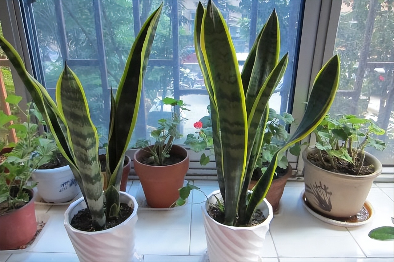 多肉绿植能吸甲醛吗,多肉植物能除甲醛么