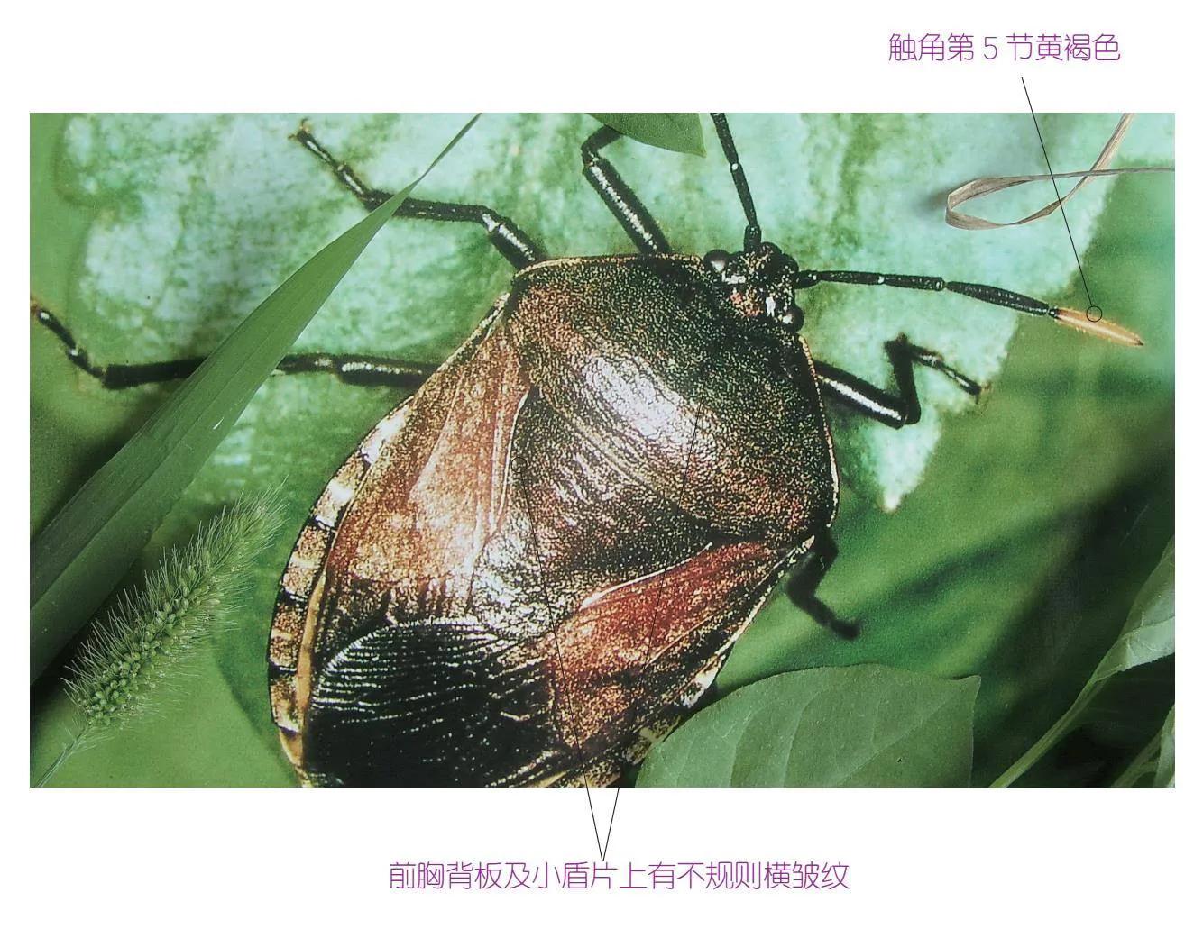 30种可以吃且美味的虫子图,33种昆虫图片大全