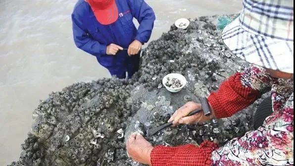 在浙江吃藤壶,还以为吞了个鬼手