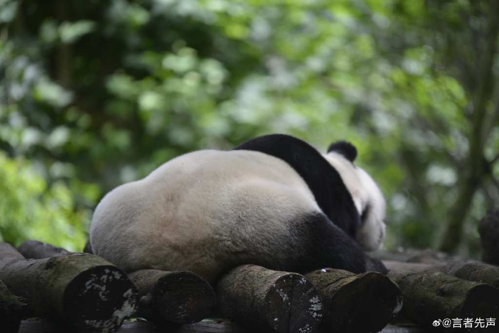 不高的高高和他不白的老婆白云——91年出生的童颜女神大熊猫白云