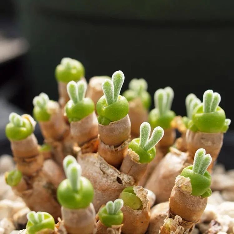 露养一个月的多肉图片,露养多肉春天外面过夜么