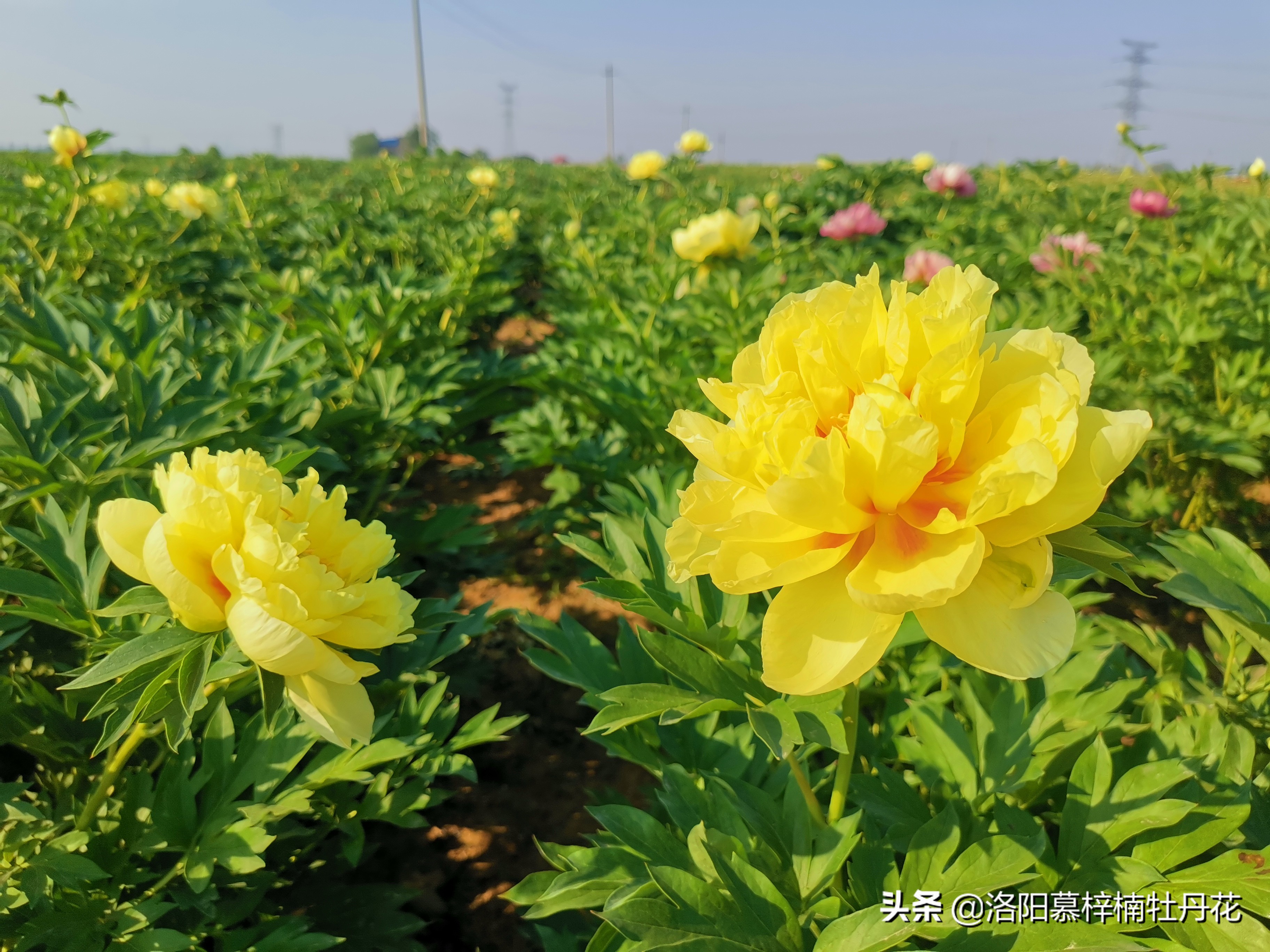 牡丹芍药的种植方法和注意事项,芍药苗子购买