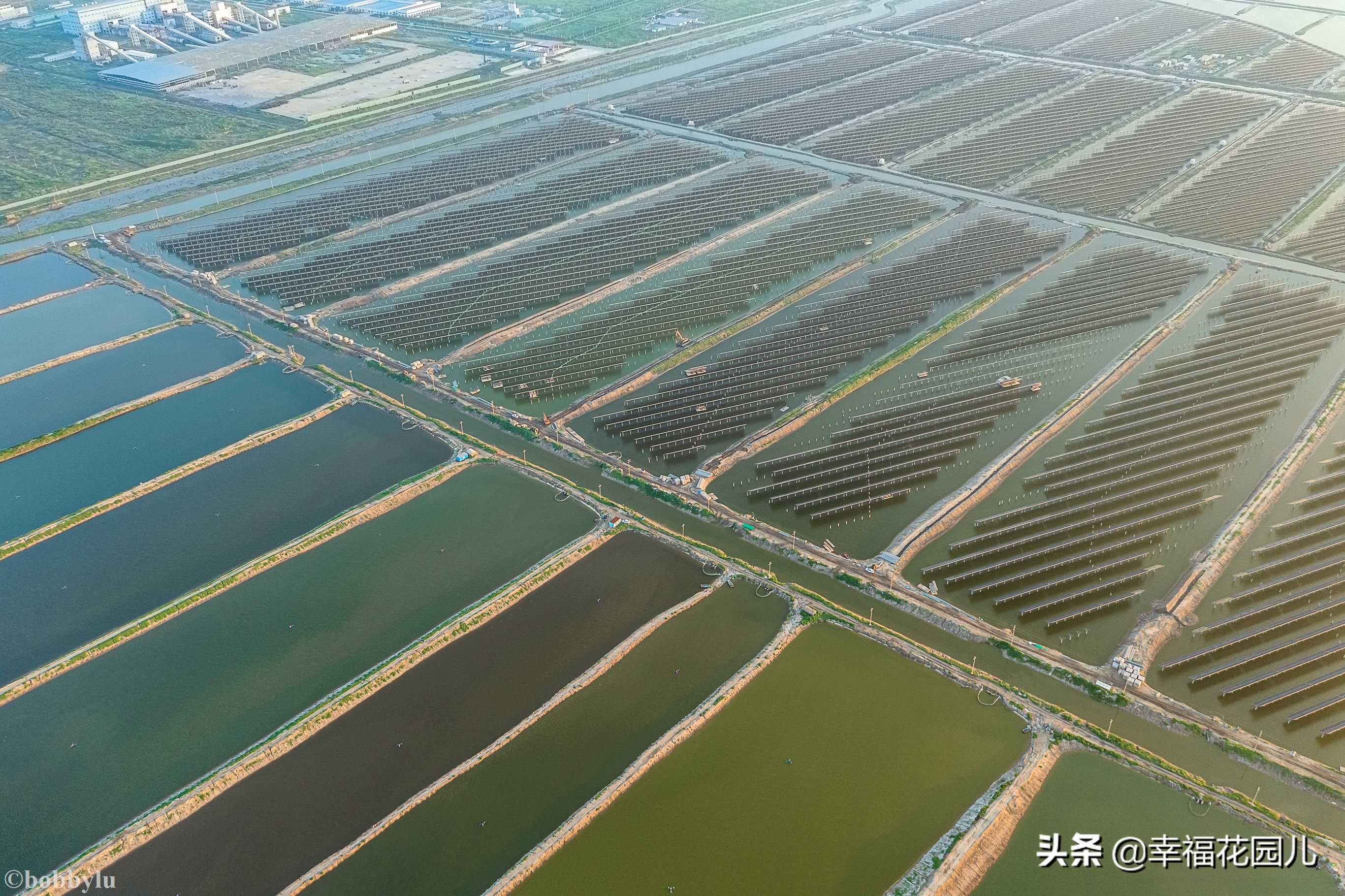 美味河豚有多金贵？养殖就有多娇贵！十里海河豚小镇探秘美食之源