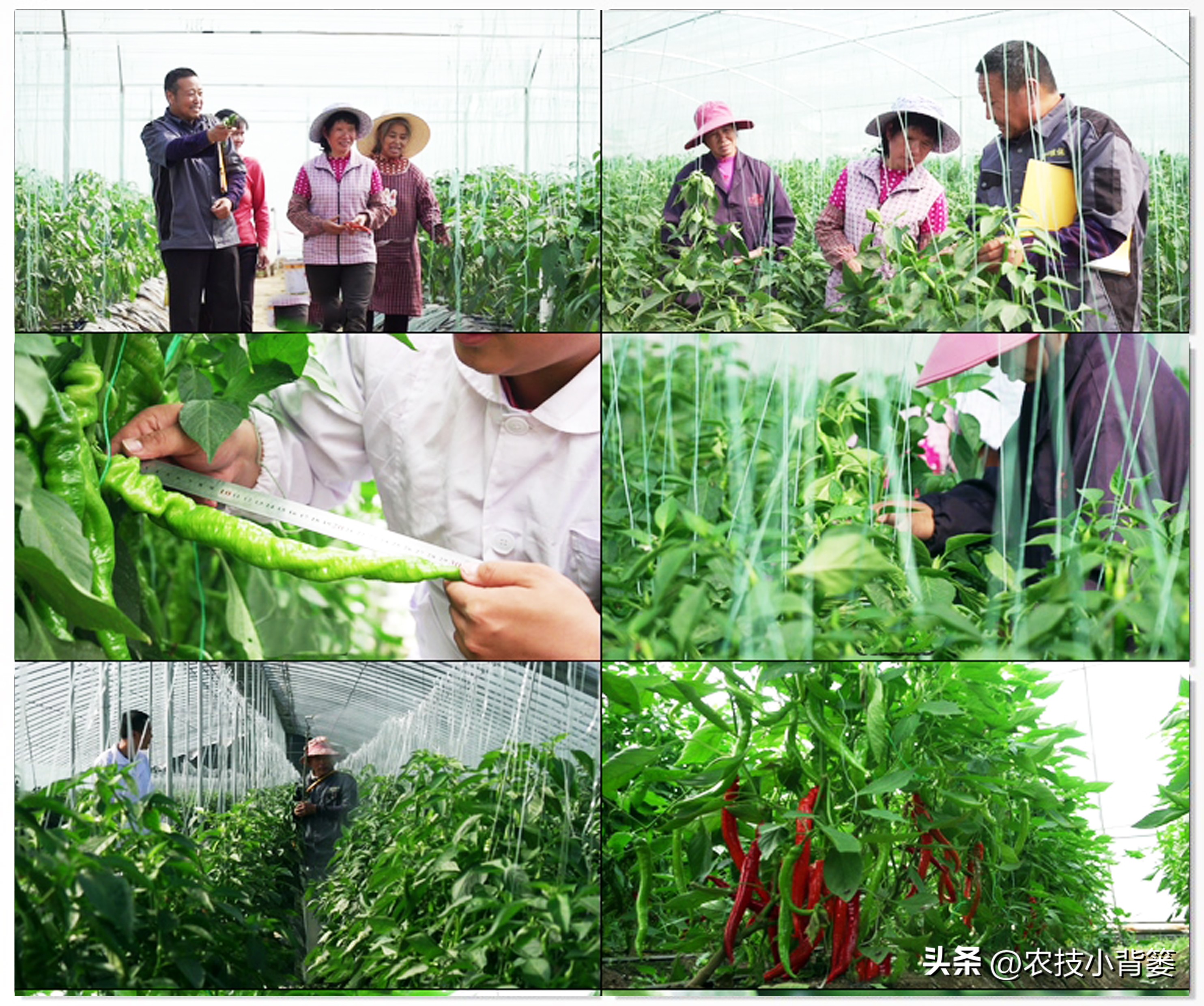 花生重茬烂根死苗怎样解决,怎样防治豆角重茬死苗及烂根