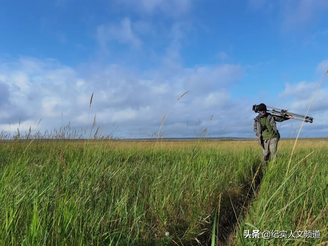 草原的野生动物在哪里,草原看野生动物