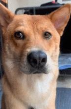 七种便宜性格又好的狗,世界上最有灵性的狗