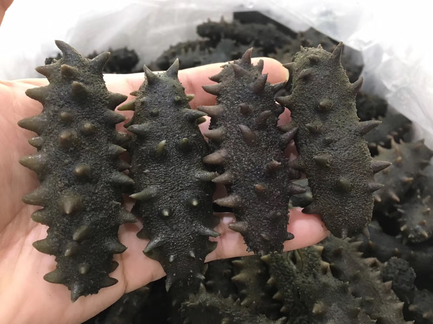 海参价格大概多少钱一斤最合适,海参价格一斤多少头最好