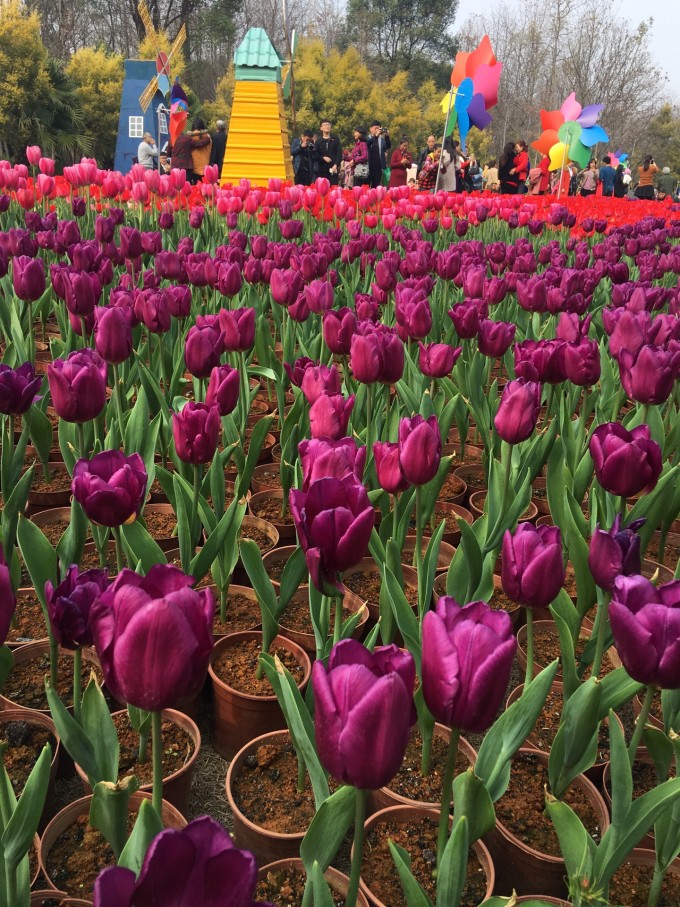 满心欢喜郁金香,痴情郁金香