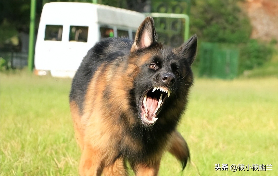 神奇狗狗小七,狗狗不咬从未见过的家人
