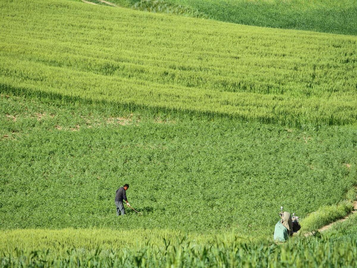 无公害杀虫小妙招,防治100多种虫害的杀虫秘方