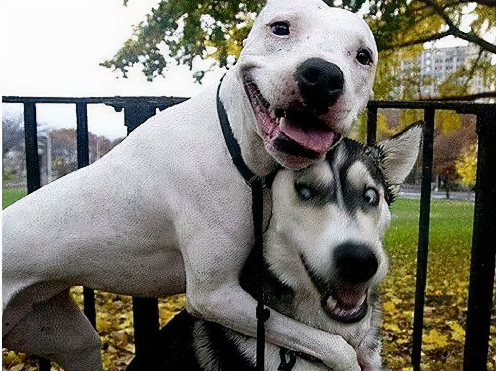 狗交配后居然会流血？难道是太激烈了？