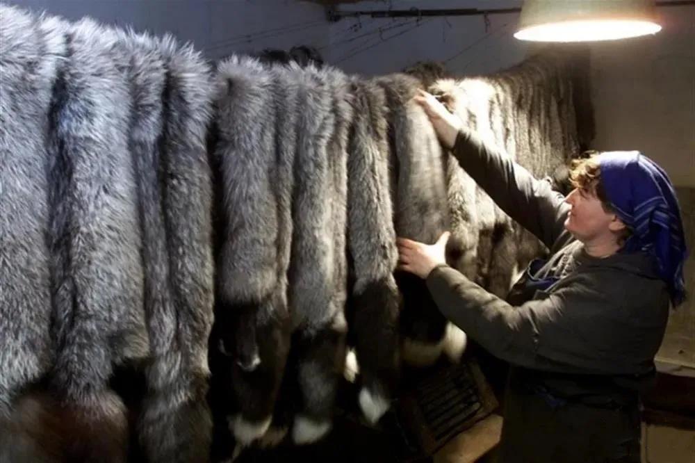 法国禁止饲养动物,意大利禁止产销培养肉