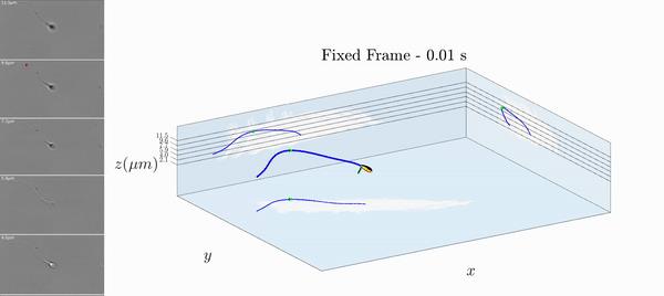 精子的活动轨迹讲解,精子的轨迹分析