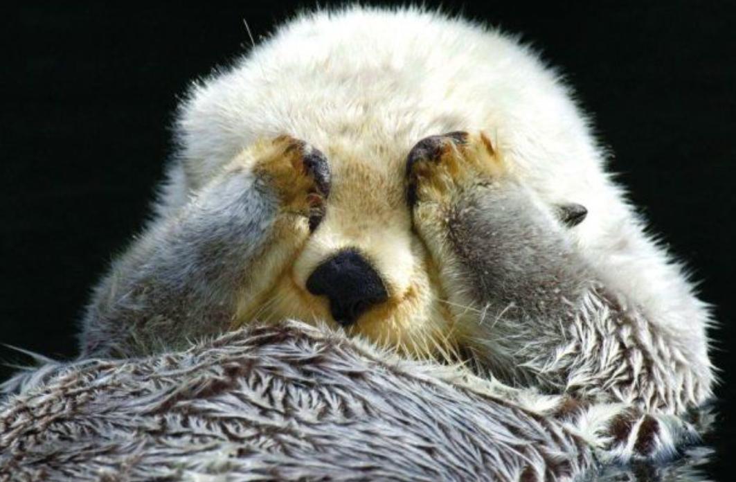 交配明明是为了繁衍后代,为什么雄性海獭,要将雌性折磨致死?