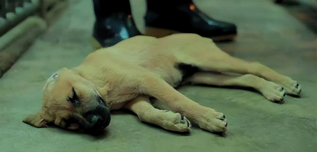 台湾女子给狗狗安乐死,16年的狗安乐死