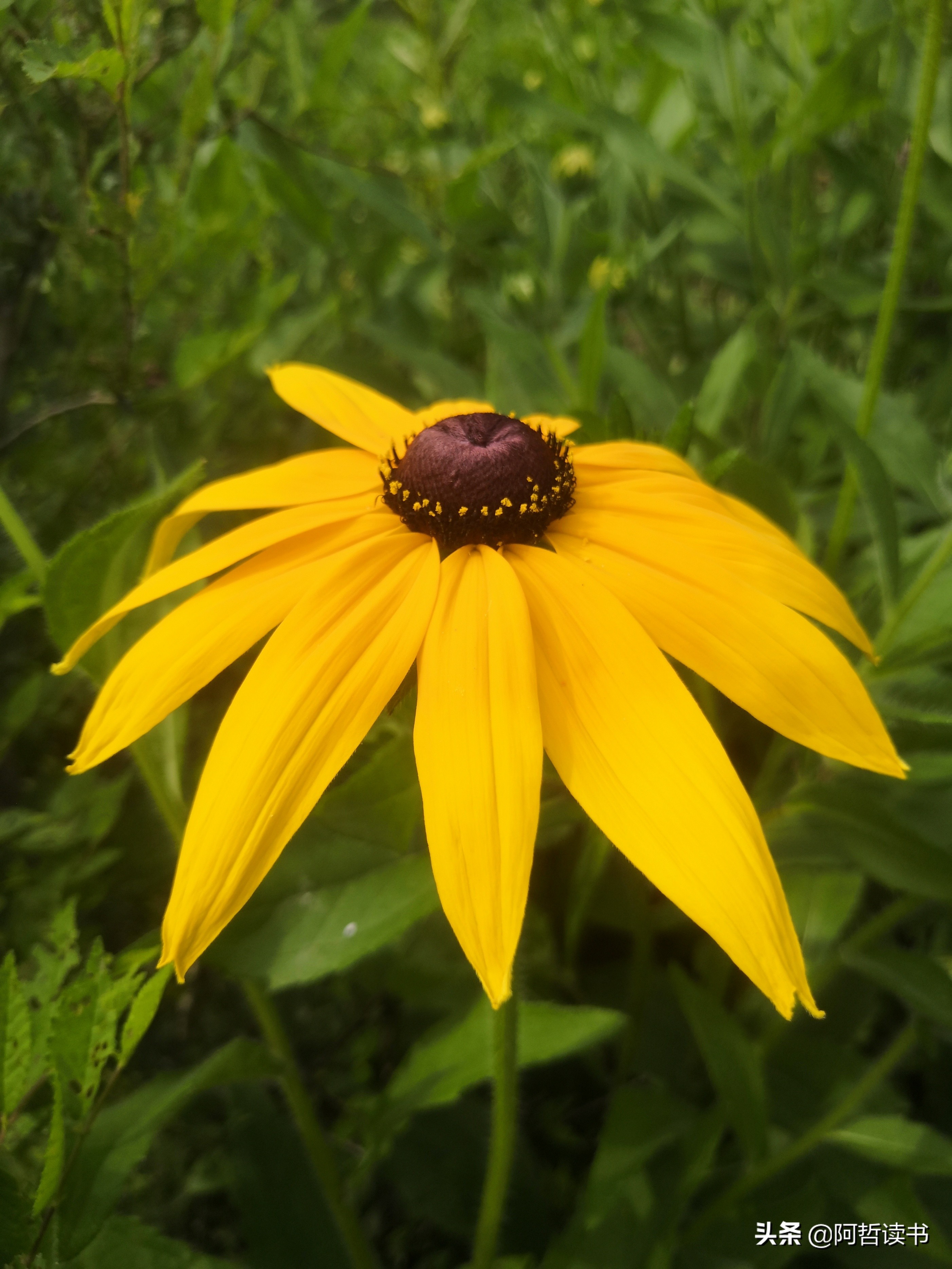 黑心金光菊：花名不雅，花姿灿烂，菊花里独特耀眼的一款
