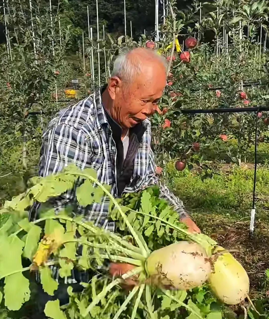 山东姑娘远嫁日本农村,山东姑娘远嫁大山的生活