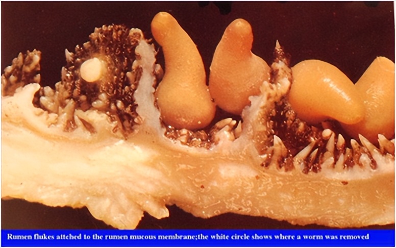 羊吸虫的防治方法,羊吸虫病有哪些特征