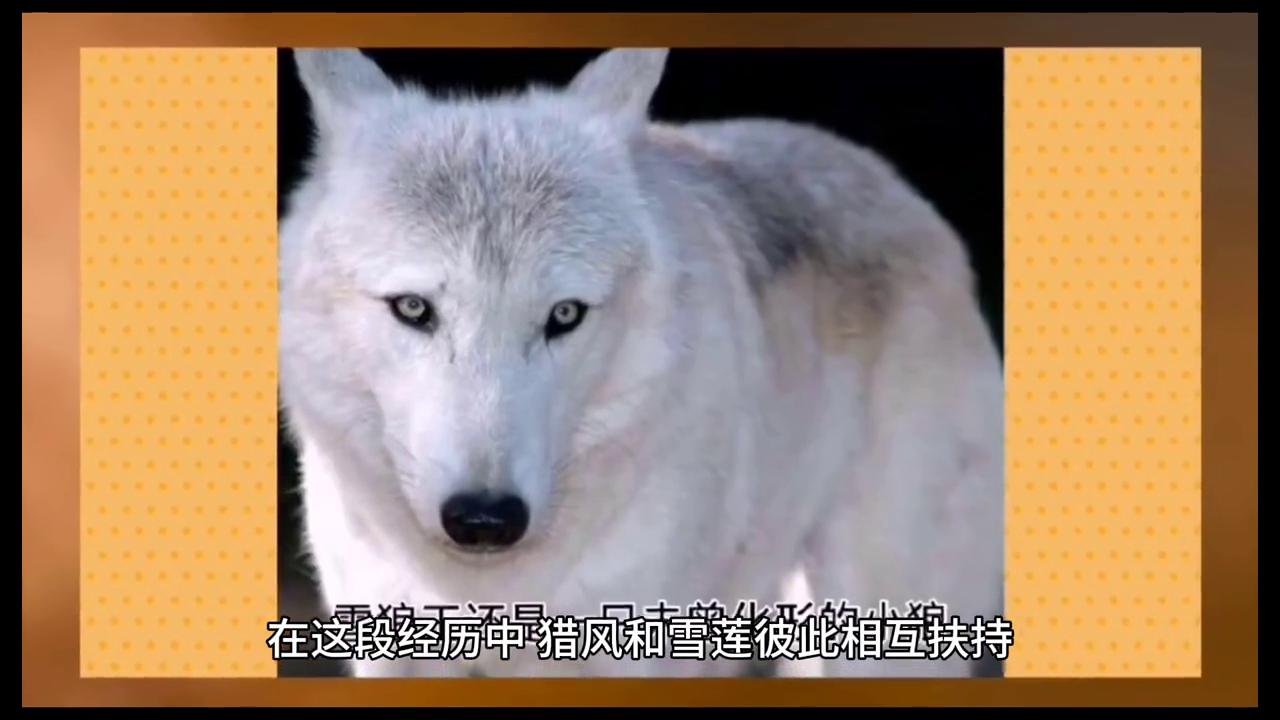 民间故事神秘的森林,民间真实猎人故事