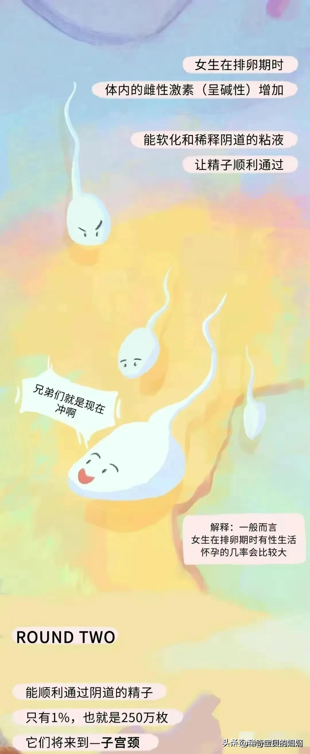 漫画深度解析：“小蝌蚪”进入女生体内的全过程