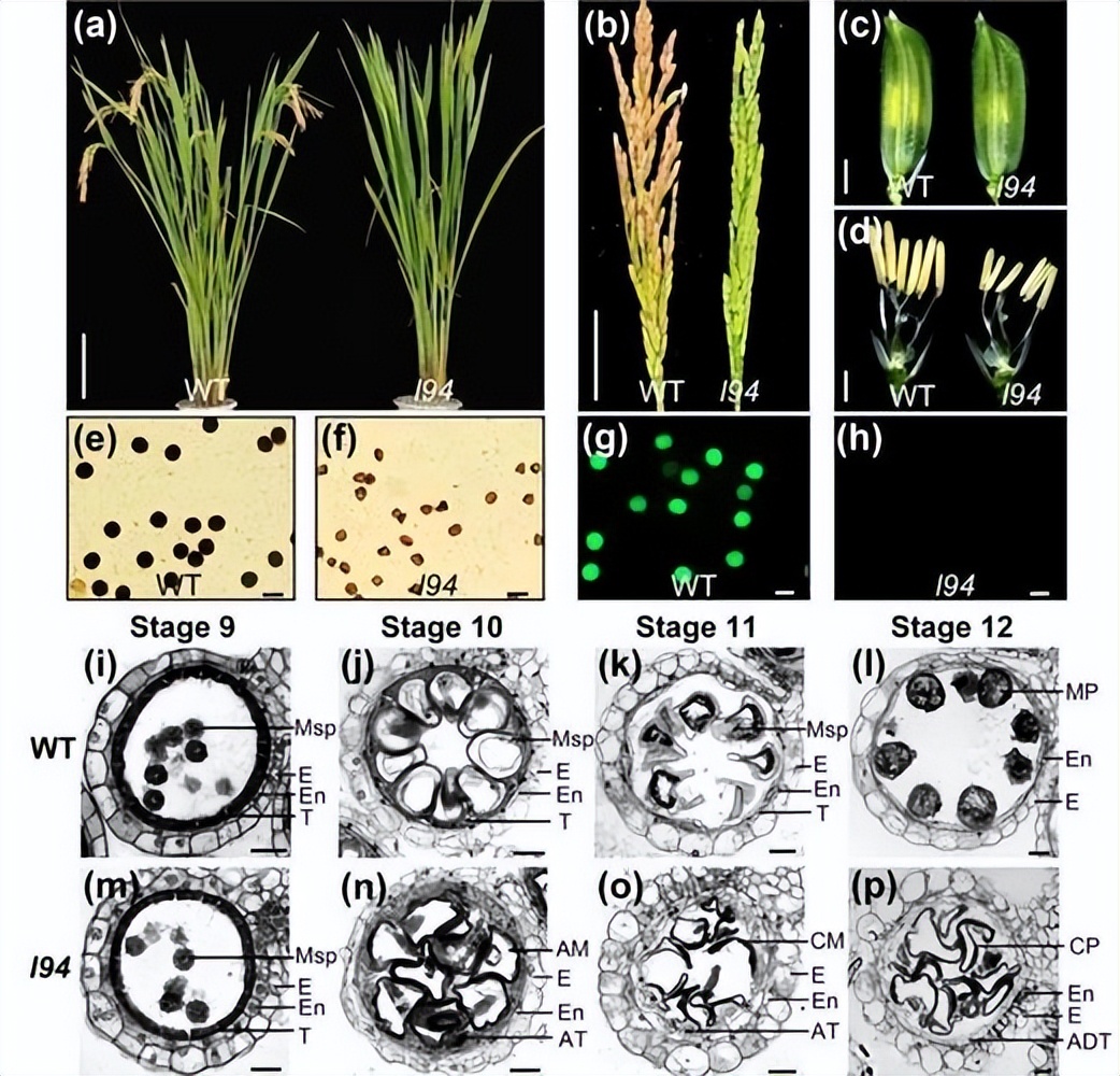 现代农业研究：水稻重金属P型ATP酶OsHMA6可能是铜外排蛋白