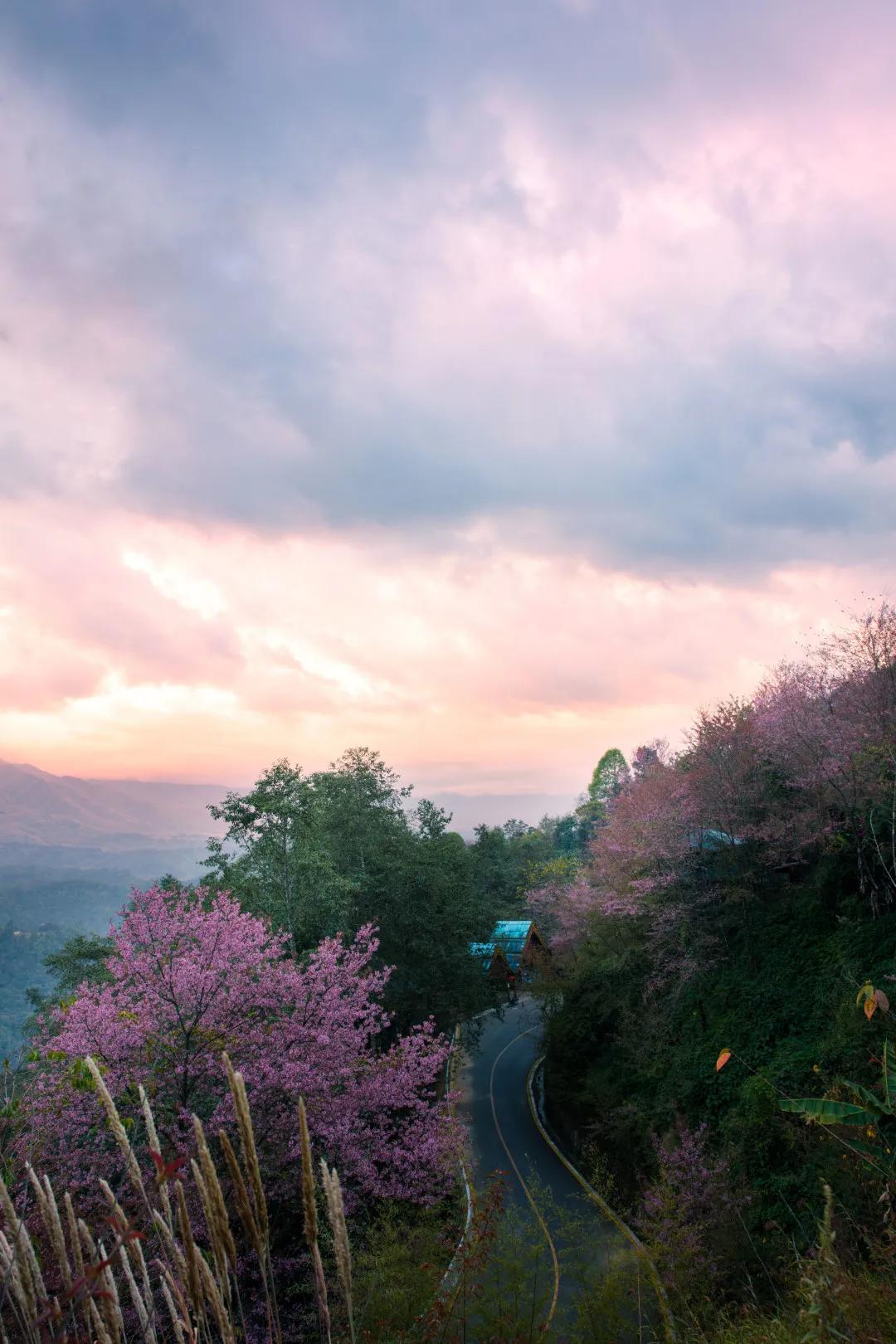 腾冲十里樱花风景区,腾冲到樱花谷旅游攻略