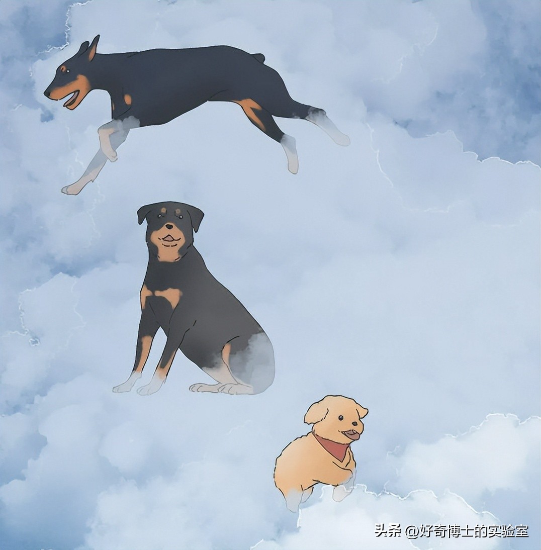 狗朝着没人的地方狂吠，是看到了什么「不干净」的东西吗？