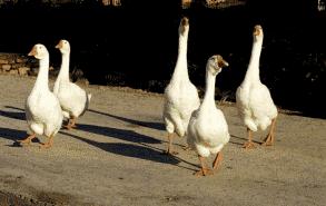 粤菜25道高逼格创新粤菜赏析,广东出名的10道经典粤菜