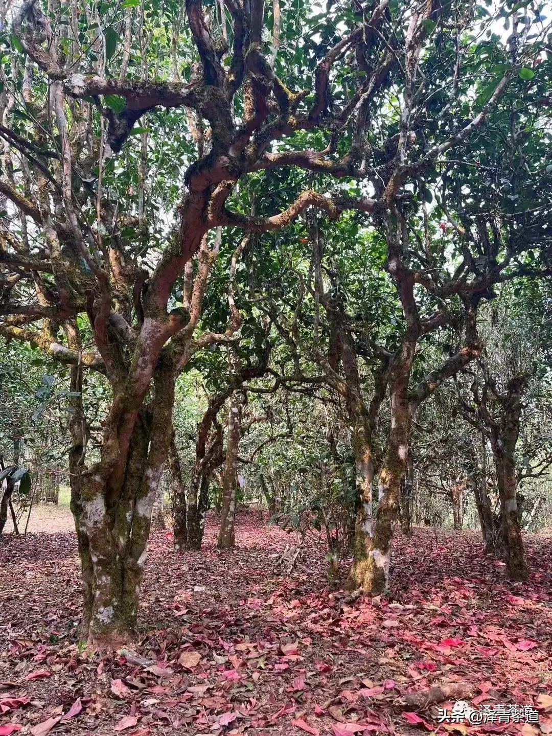 十大名茶是指哪十大,中国十大名茶最新排行建议收藏
