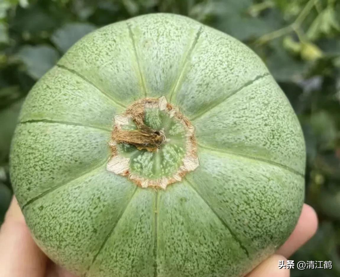 有什么好吃的甜瓜品种适合种植,适合南方种植的黄色厚皮甜瓜品种