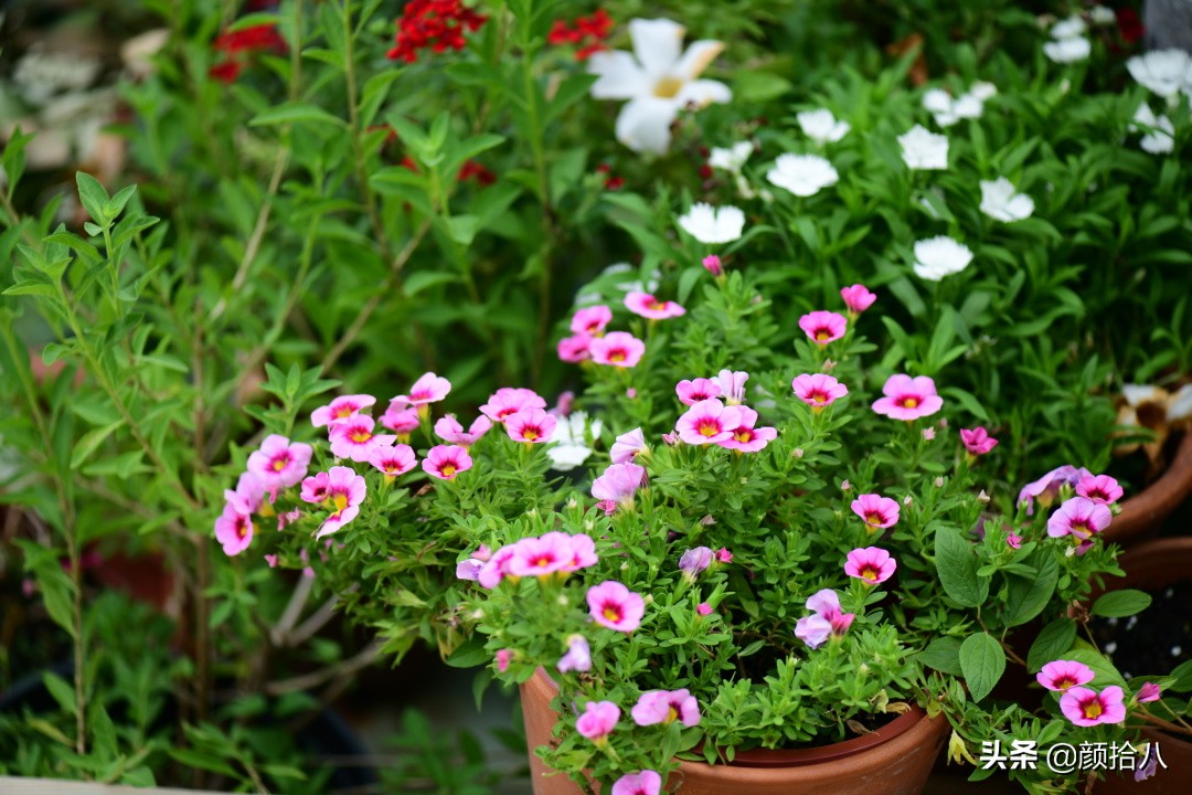 看到你的花园那么惨，我就安心了|园丁