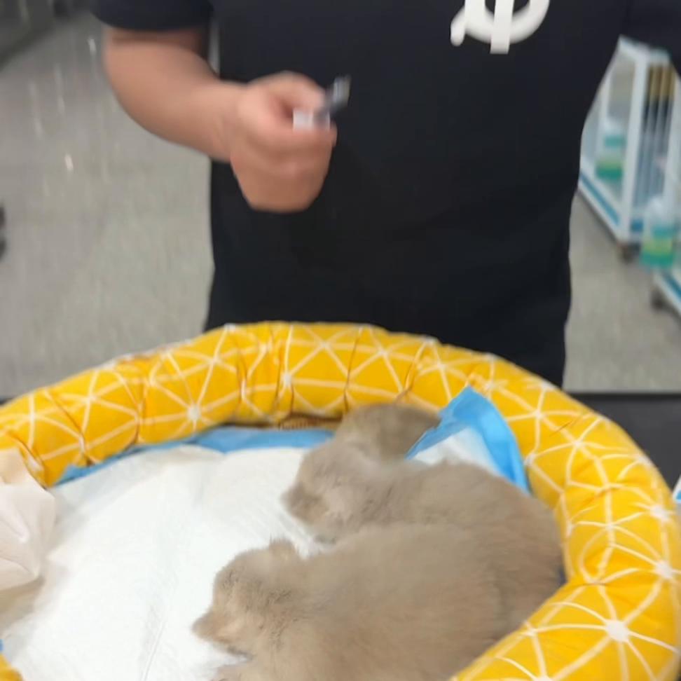 养猫日常需要做的,分享我养猫中遇到的哪些好东西