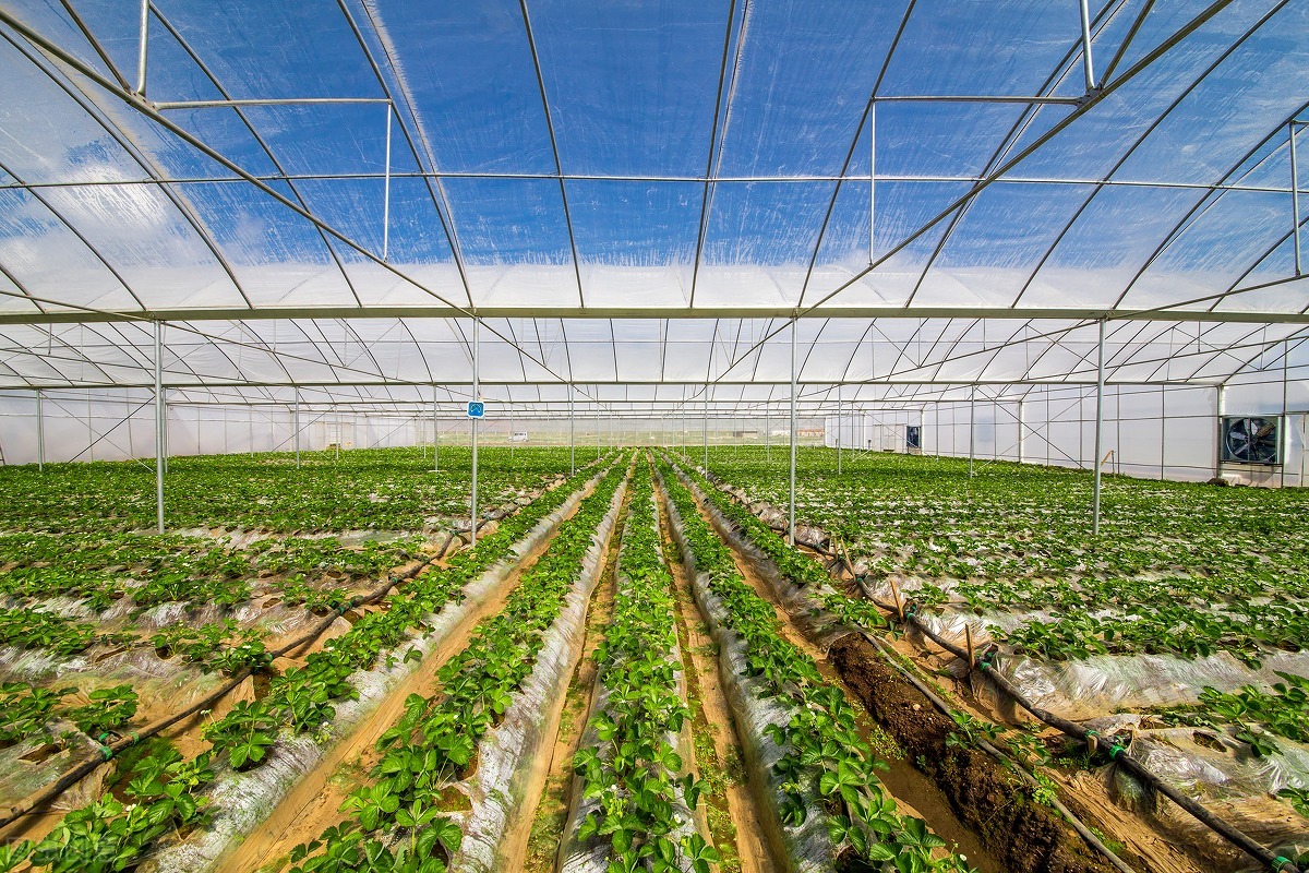 红艳的草莓,草莓红的正常吗