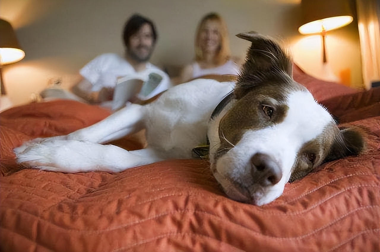 狗狗为什么会把自己当成小孩子,狗狗把自己当人了